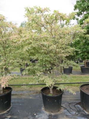 CORNUS florida 'Daybreak' - image 2