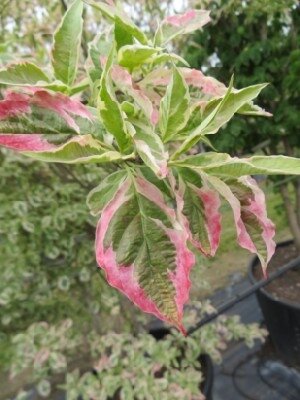 CORNUS florida 'Daybreak' - image 3