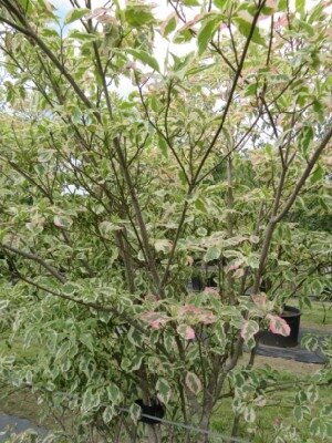 CORNUS florida 'Daybreak' - image 4