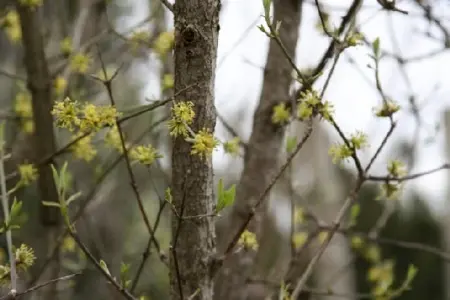 CORNUS mas - image 2