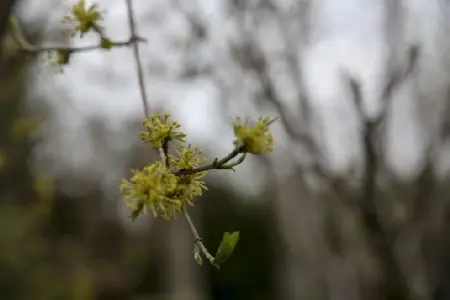 CORNUS mas - image 3