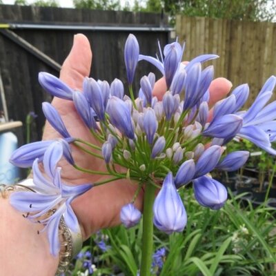 AGAPANTHUS 'Full Moon'
