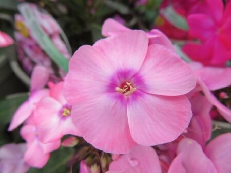 PHLOX paniculata 'Sweet Summer Pink with Eye' - image 2