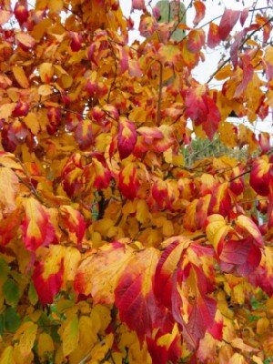 PARROTIA persica 'Persian Spire' - image 2