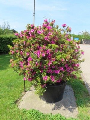 AZALEA 'Purple Splendour' - image 3