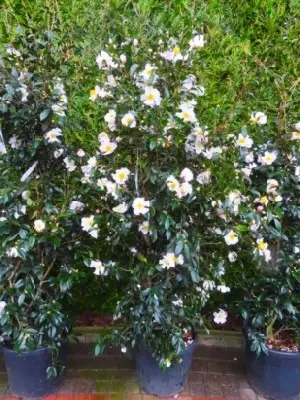 CAMELLIA sasanqua 'Hino de Gumo' - image 3