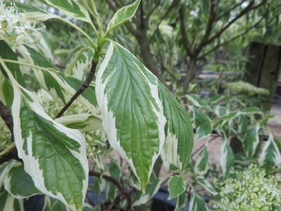 CORNUS controversa 'Variegata' - image 2