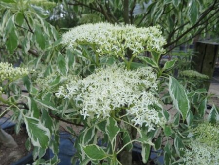 CORNUS controversa 'Variegata' - image 3