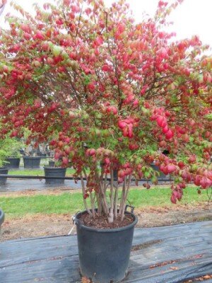 EUONYMUS alatus 'Compactus' - image 3