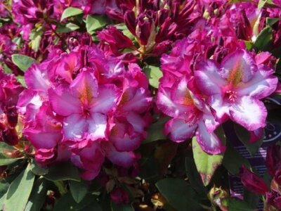 RHODODENDRON 'Pushy Purple' - image 2