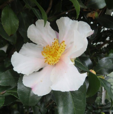 CAMELLIA sasanqua 'Cleopatra White'