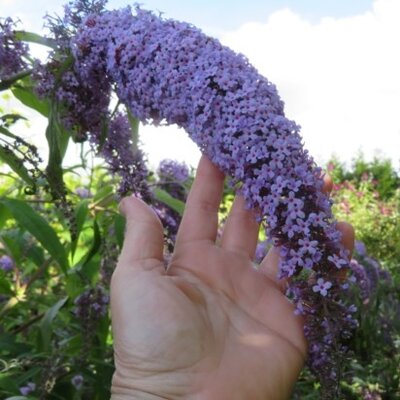 BUDDLEJA davidii 'Wisteria Lane'