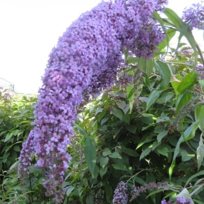 BUDDLEJA davidii 'Wisteria Lane' - image 2