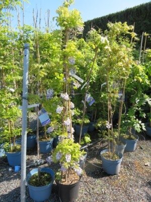 WISTERIA brachybotrys 'Okayama' - image 3