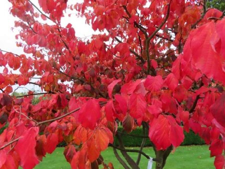 PARROTIA persica - image 2