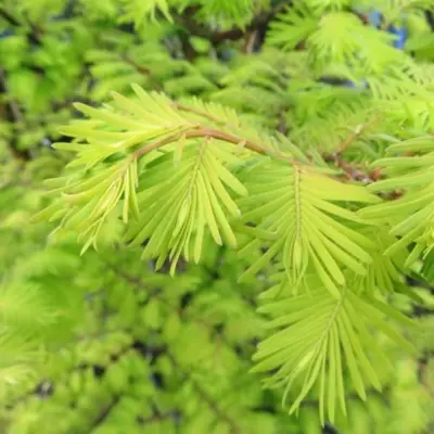 METASEQUOIA glyptostroboides 'Amber Glow' - image 3