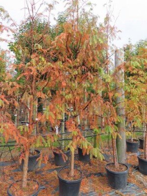 METASEQUOIA glyptostroboides 'Amber Glow' - image 5