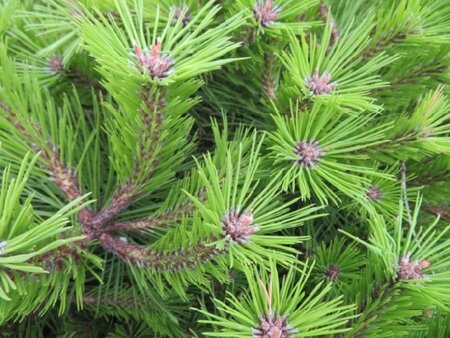 PINUS densiflora 'Low Glow' - image 2