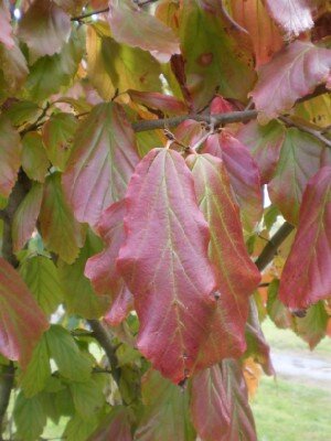 PARROTIA persica 'Vanessa' - image 3