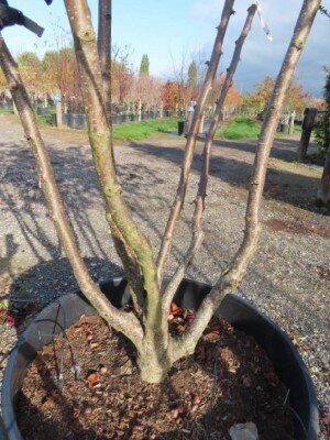 CORYLUS maxima 'Purpurea' - image 4