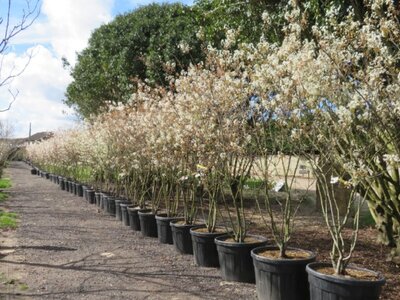 AMELANCHIER lamarckii - image 3