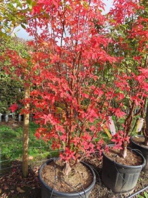 ACER griseum - image 2