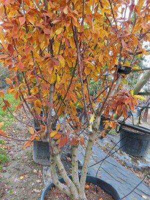 Mespilus germanica (MEDLAR) - image 2