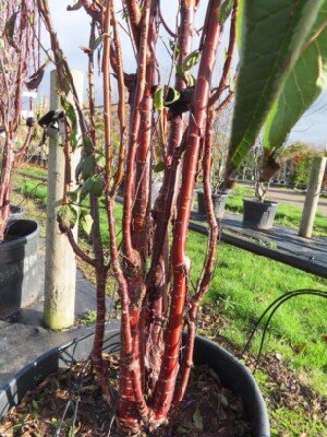 PRUNUS serrula 'Branklyn' - image 3