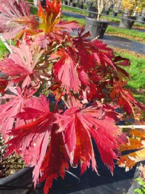 ACER japonicum 'Vitifolium' - image 2