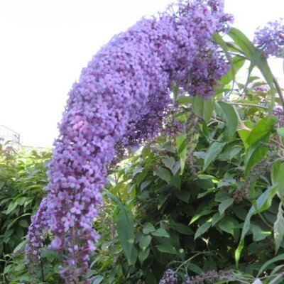 BUDDLEJA davidii 'Wisteria Lane'