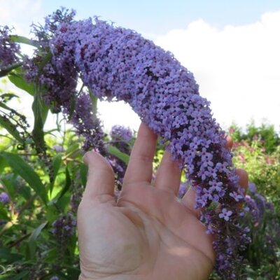 BUDDLEJA davidii 'Wisteria Lane' - image 2