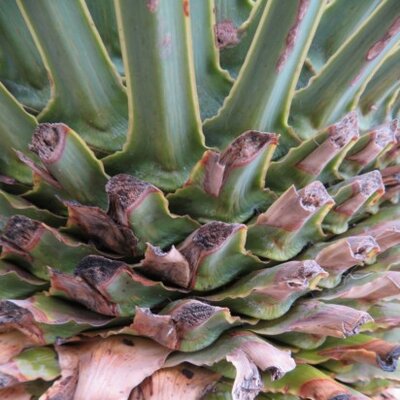 YUCCA rostrata - image 2