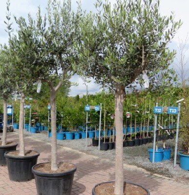 OLEA europaea - image 3