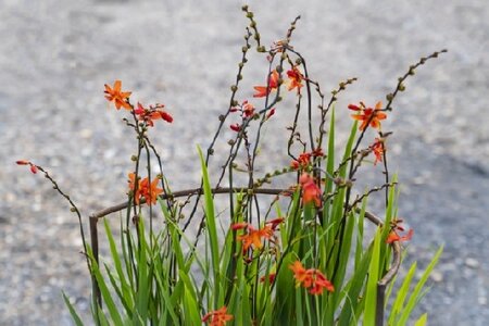 Hoop Garden Plant Support - image 2