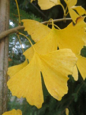 GINKGO biloba - image 2