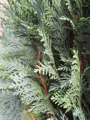 CHAMAECYPARIS lawsoniana 'Columnaris' - image 2