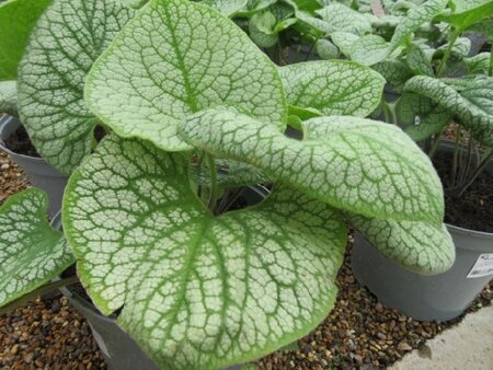 BRUNNERA macrophylla 'Sea Heart' - image 1