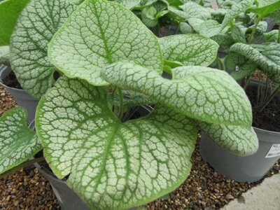 BRUNNERA macrophylla 'Sea Heart'