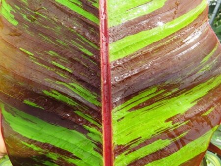 MUSA sikkimensis 'Ever Red' - image 2