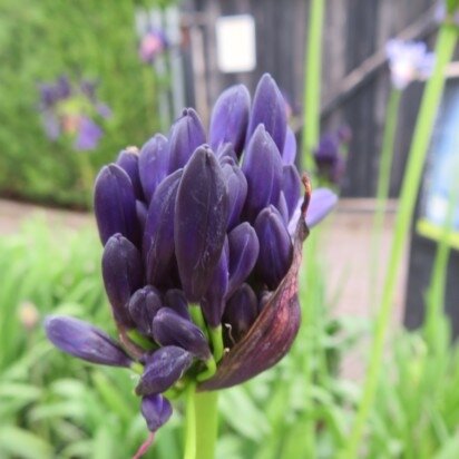 AGAPANTHUS 'Dark Silk' - image 1