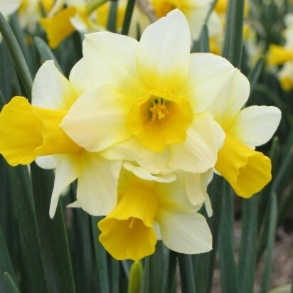 Narcissus 'Golden Echo' - image 2