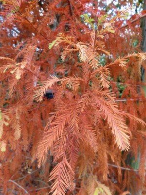 TAXODIUM distichum - image 2