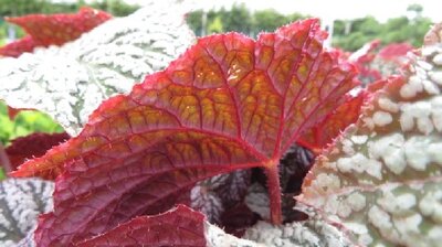 BEGONIA 'Sterling Moon'