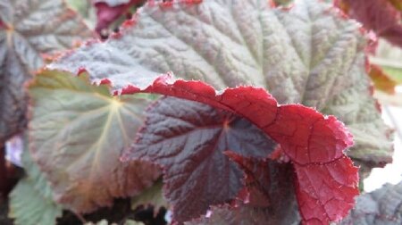 BEGONIA 'Harvest Moon' - image 2