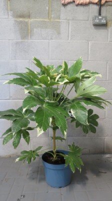 FATSIA japonica 'Variegata' - image 2