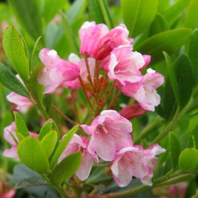 RHODODENDRON 'Bloombux Magenta' - image 3