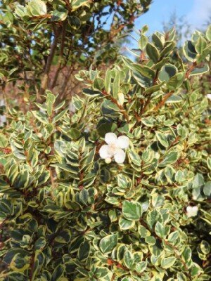 LUMA apiculata 'Glanleam Gold' - image 2