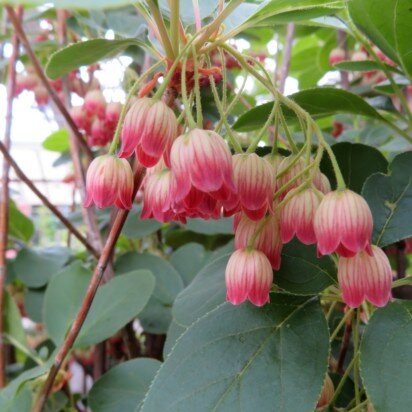 ENKIANTHUS campanulatus - image 2