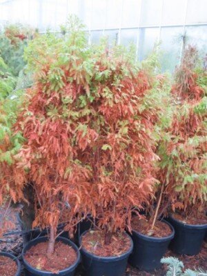 TAXODIUM distichum 'Lindsey's Skyward' - image 2