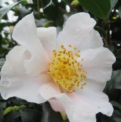 CAMELLIA sasanqua 'Cleopatra White' - image 2